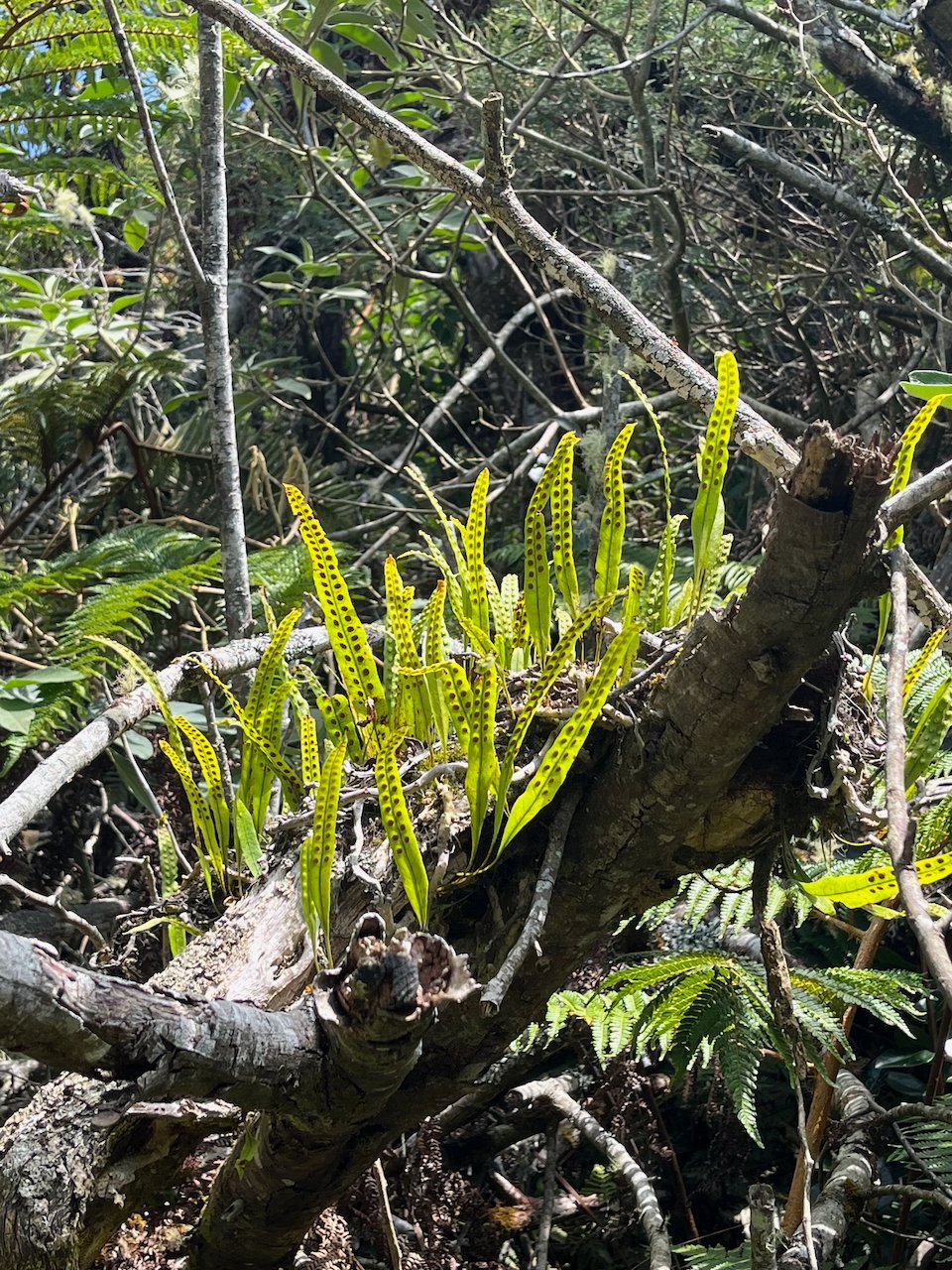 10. Lepisorus excavatus (Bory ex Willd.) Ching. - Fougère ti-lentilles - Polypodiaceae - Indigène Réunion