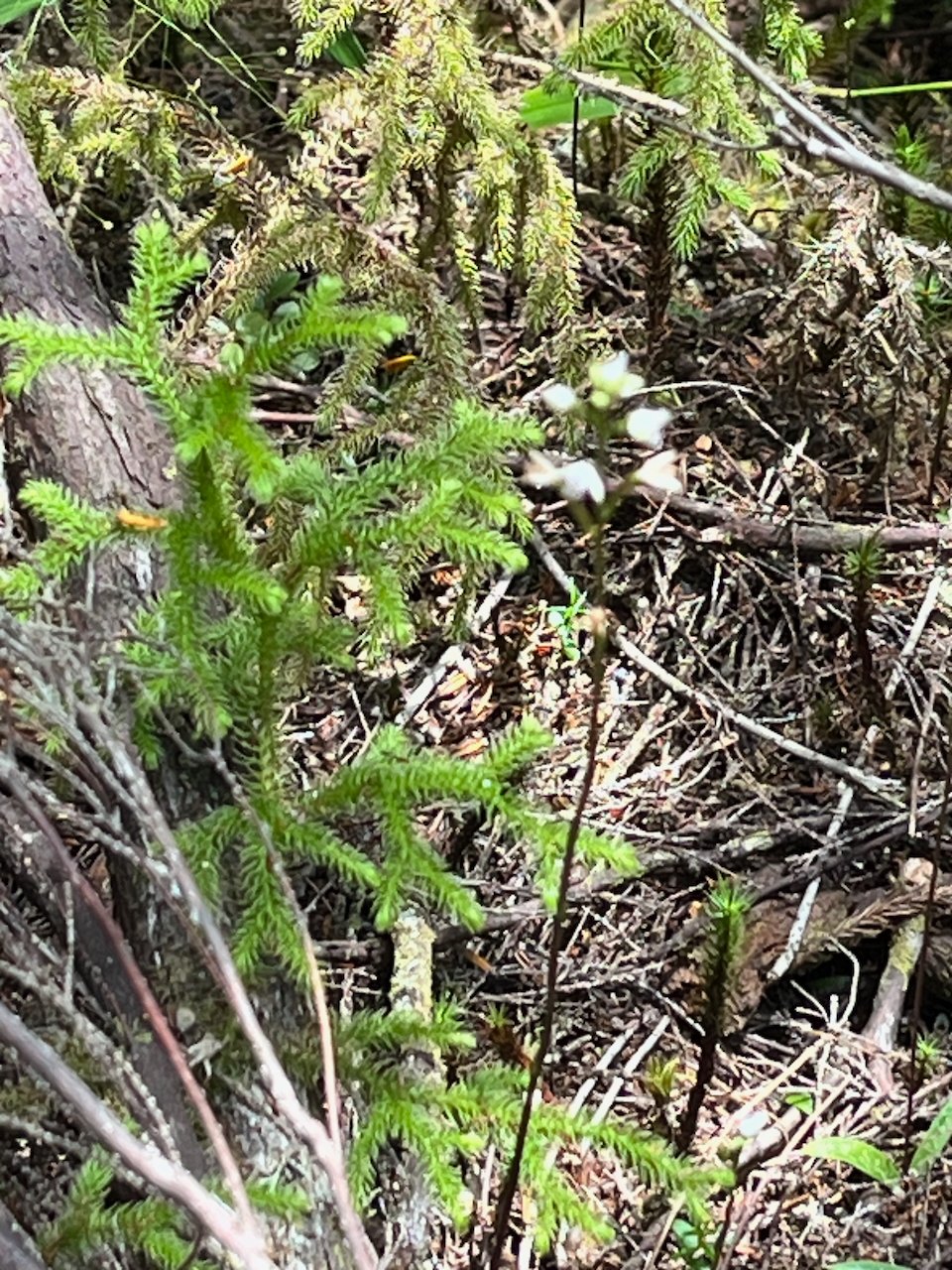 11. Palhinhaea cernua FOUGERE la MARIE Lycopodiaceae INDIGENE LA REUNION