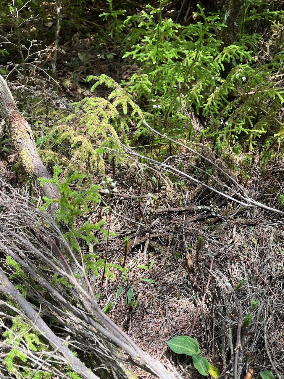 12. Palhinhaea cernua FOUGERE la MARIE Lycopodiaceae INDIGENE LA REUNION