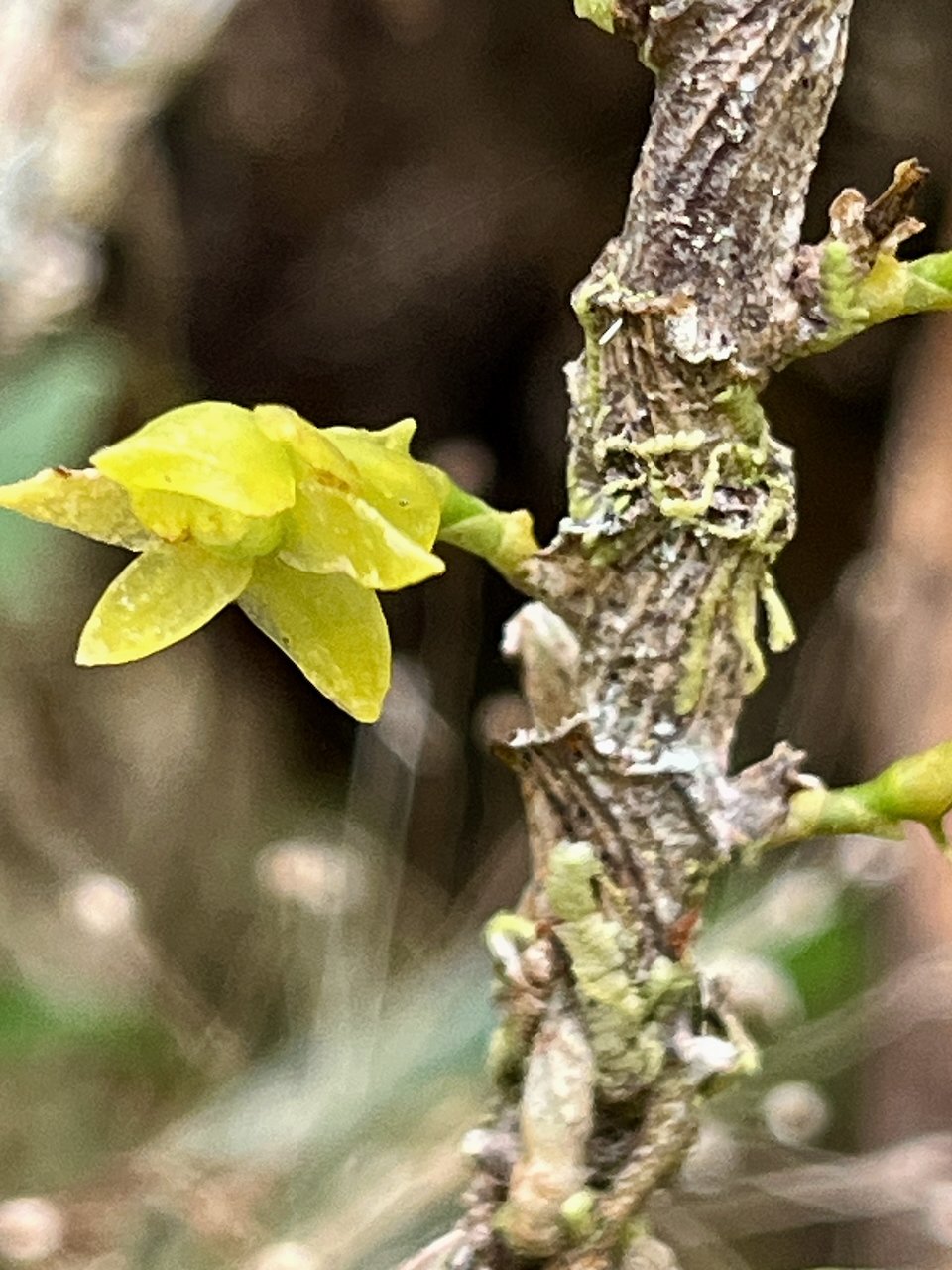 15. Fleur de  Angraecum costatum Orchidaceae ENDEMIQUE LA REUNION