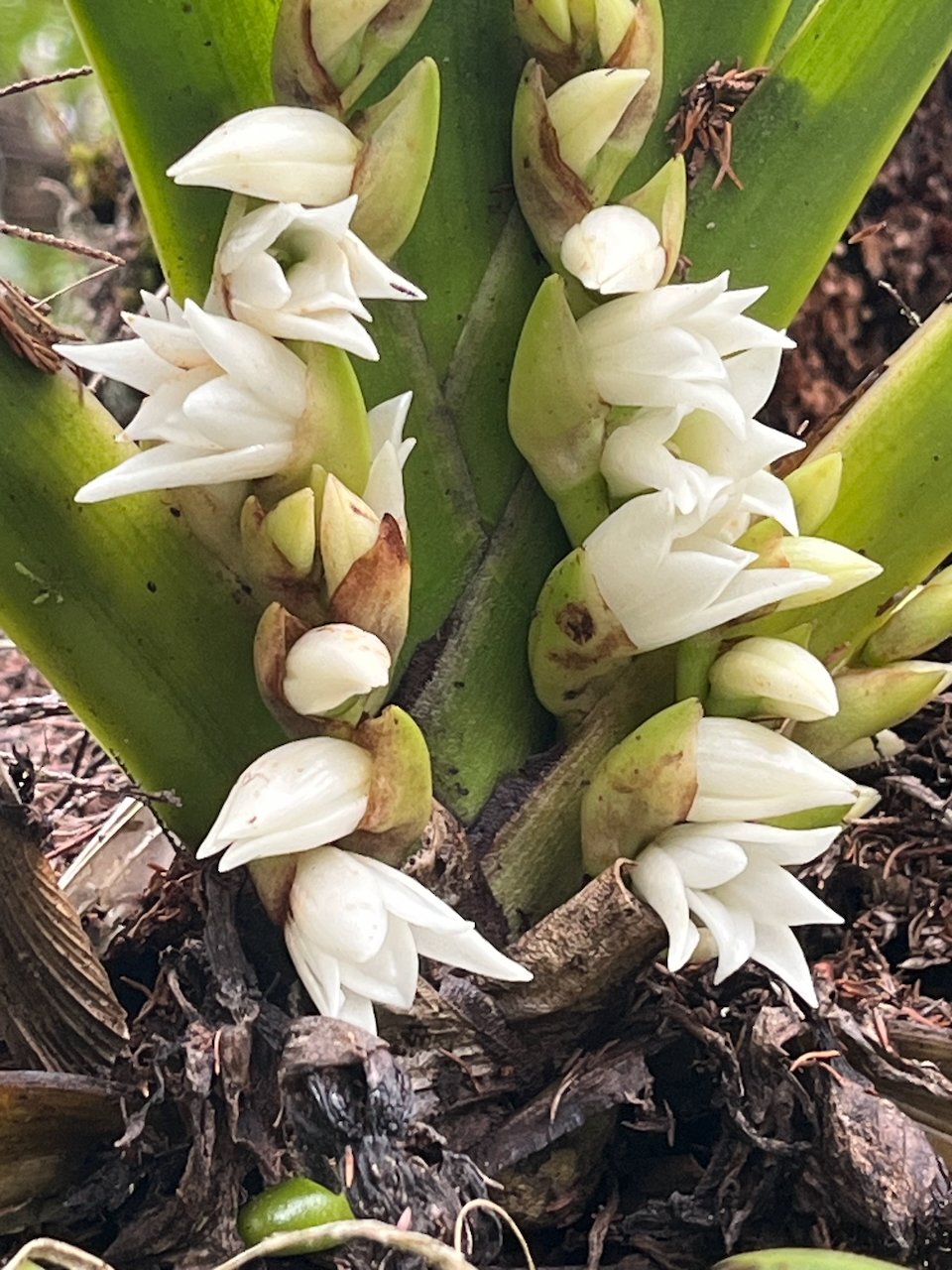 17. Angraecum bracteosum Orchidaceae ENDEMIQUE LA REUNION IMG_8152.HEIC