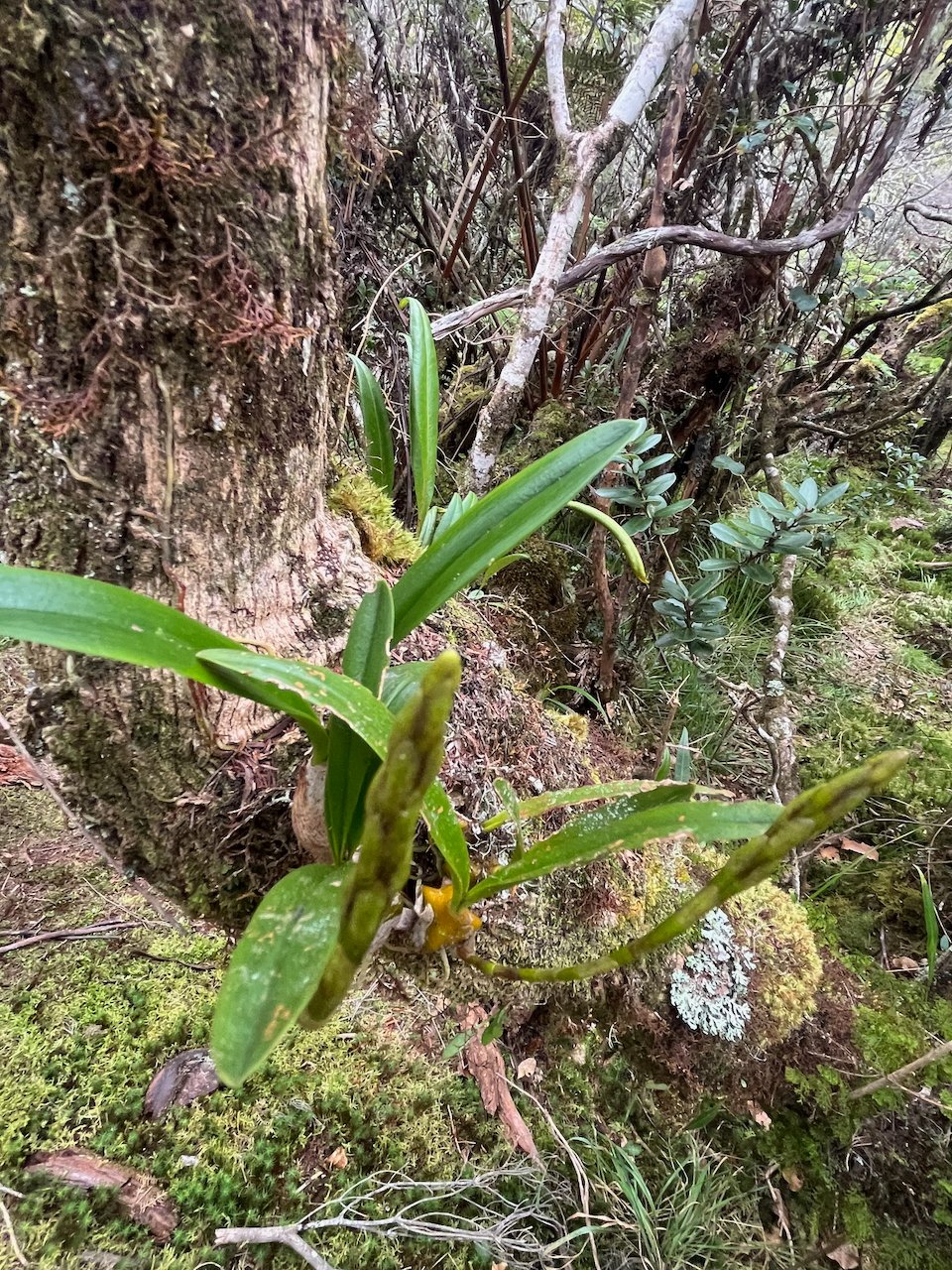 21. Bulbophyllum cylindrocarpum Orchidaceae ENDEMIQUE LA REUNION