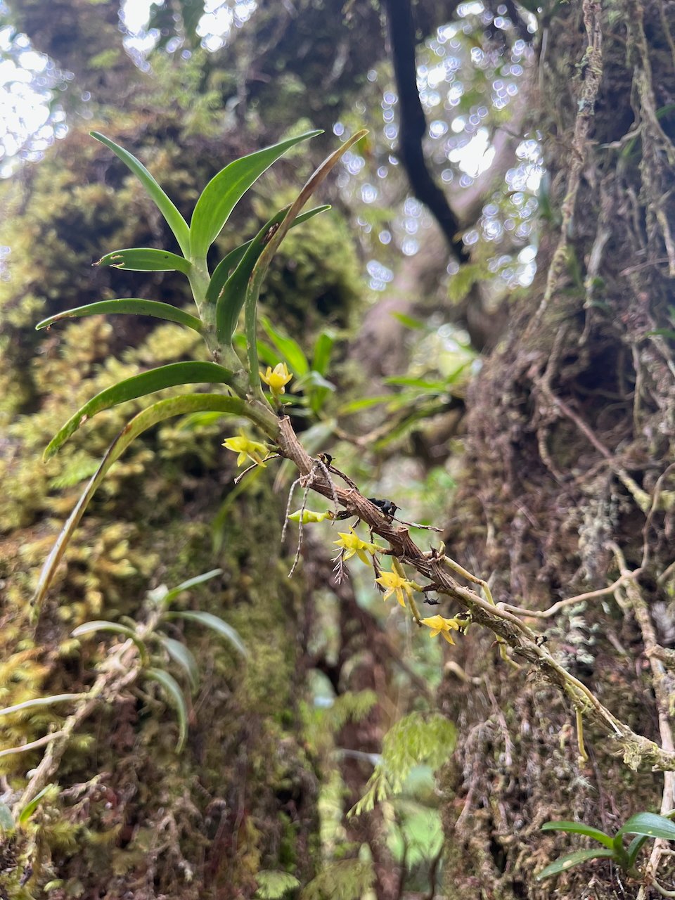 23. Fleurs de  Angraecum costatum Orchidaceae ENDEMIQUE LA REUNION