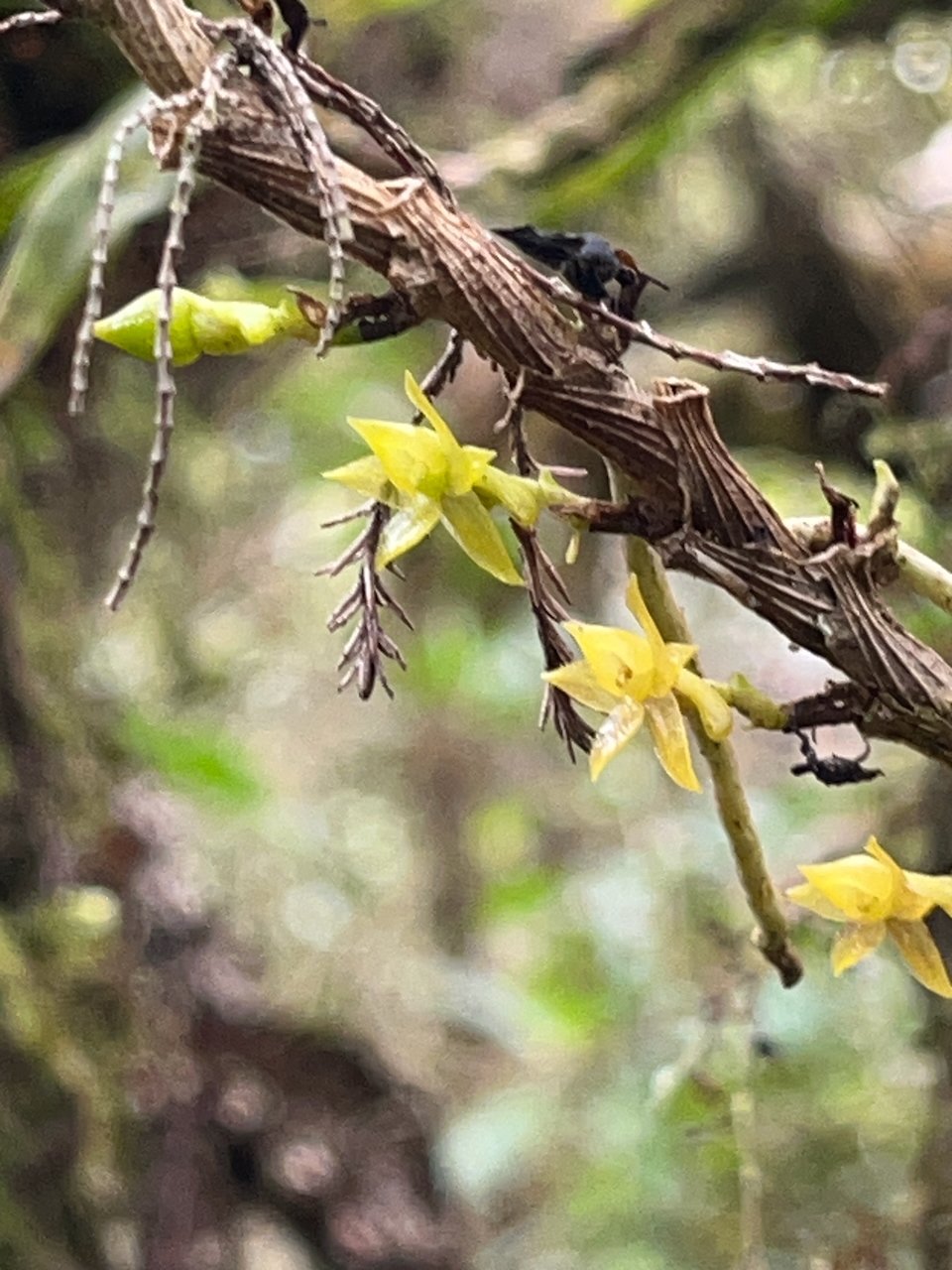 24. Fleurs de Fleurs de  Angraecum costatum Orchidaceae ENDEMIQUE LA REUNION.