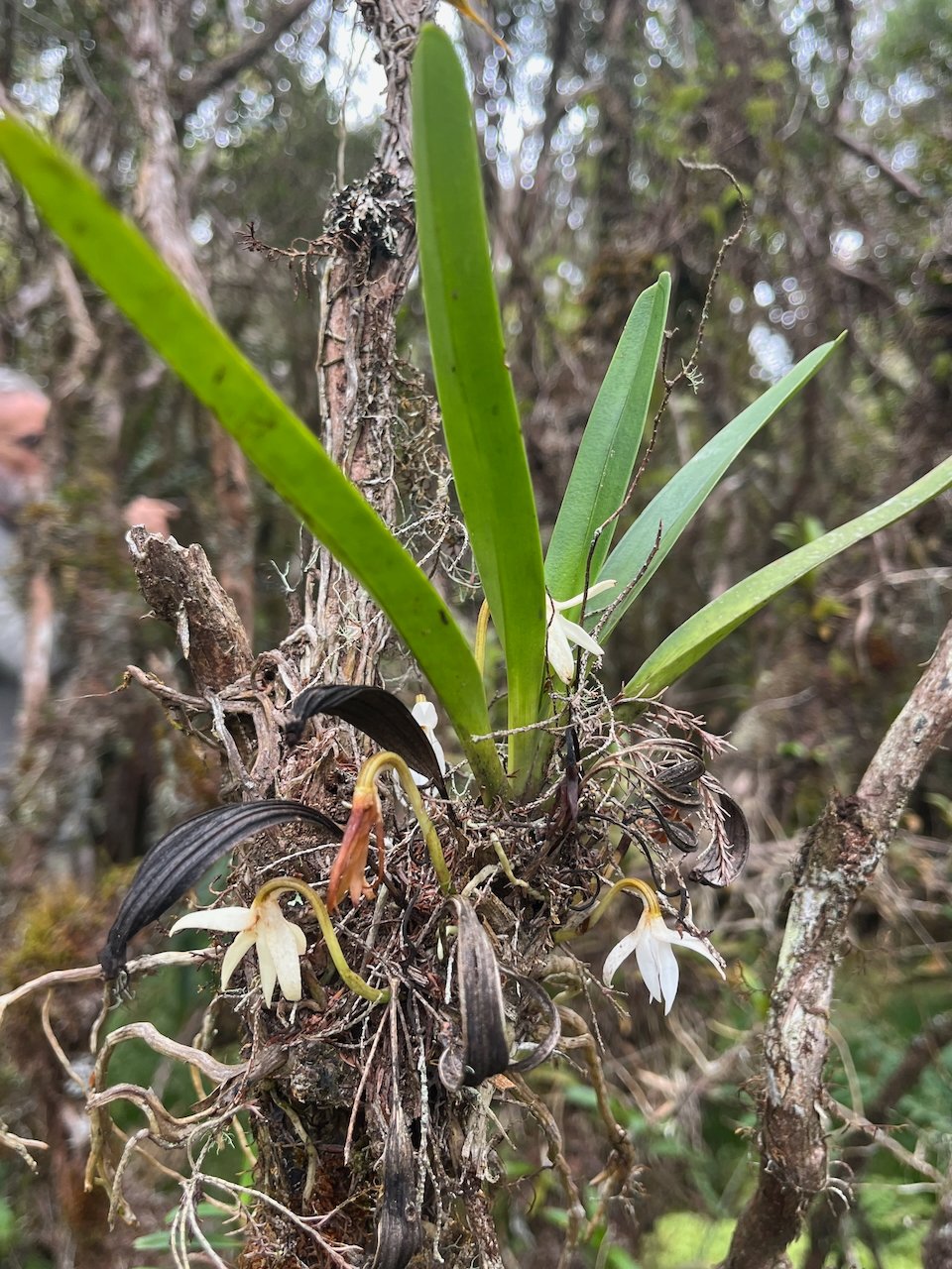 26. Jumellea triquetra Orchidaceae ENDEMIQUE LA REUNION du pique nique
