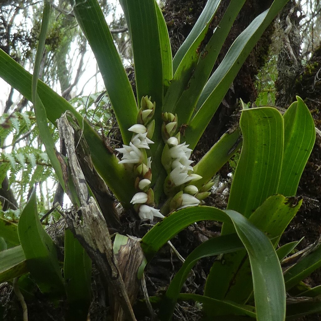 Angraecum bracteosum-EPIDENDROIDEAE-Endemique Reunion