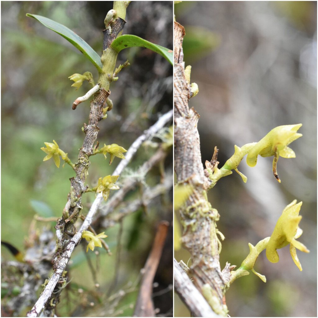 Angraecum costatum-EPIDENDROIDEAE-Endemique Reunion