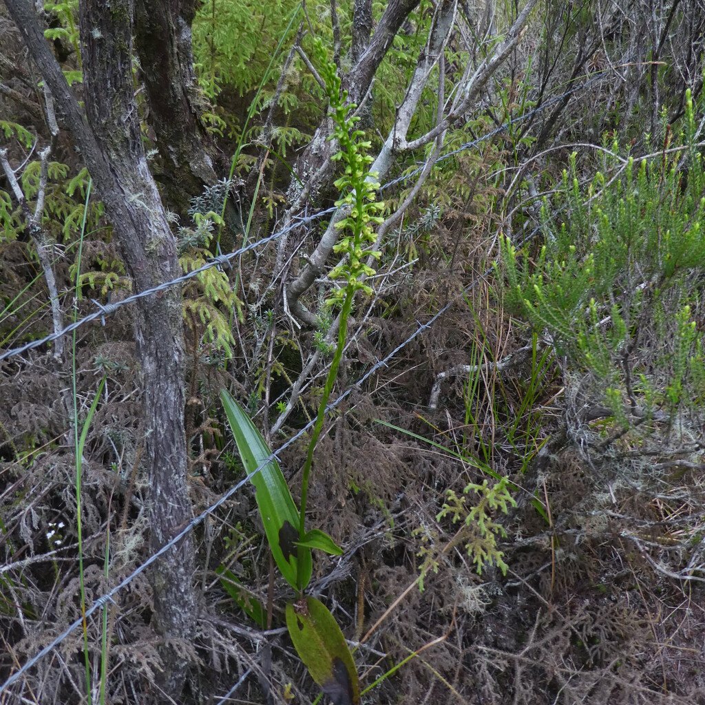 Benthamia chlorantha-ORCHIDOIDEAE-Indigene Reunion