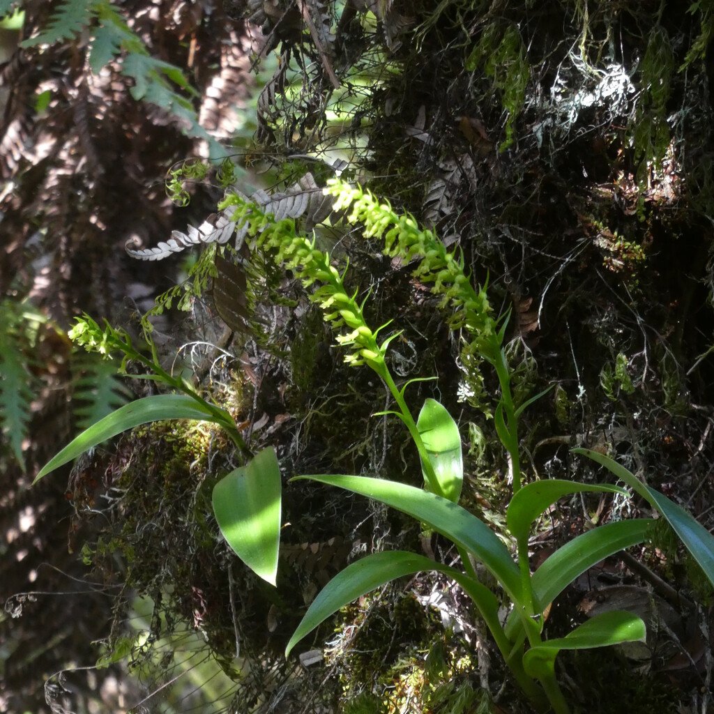 Benthamia erinacea-ORCHIDOIDEAE-Indigene Reunion