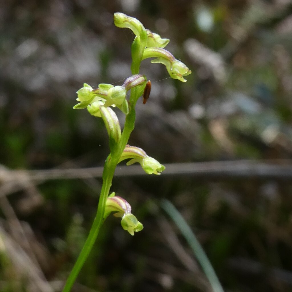 Benthamia micrantha(ex exilis)-ORCHIDOIDEAE-Indigene Reunion