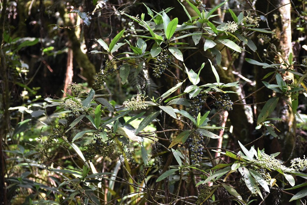 Berthiera rufa-Bois de raisin-RUBIACEAE-Endemique Reunion