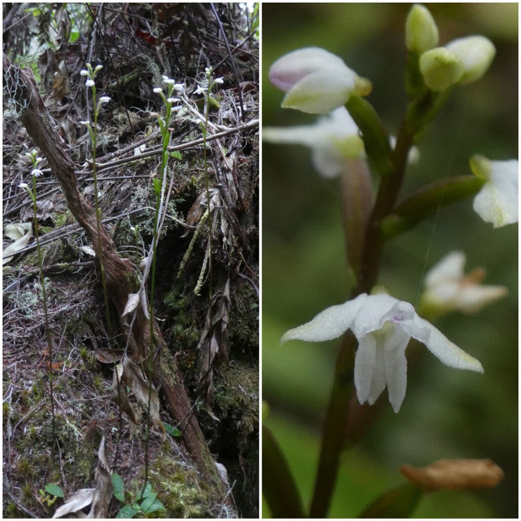 Cynorkis coccinelloides-ORCHIDOIDEAE-Indigene Reunion