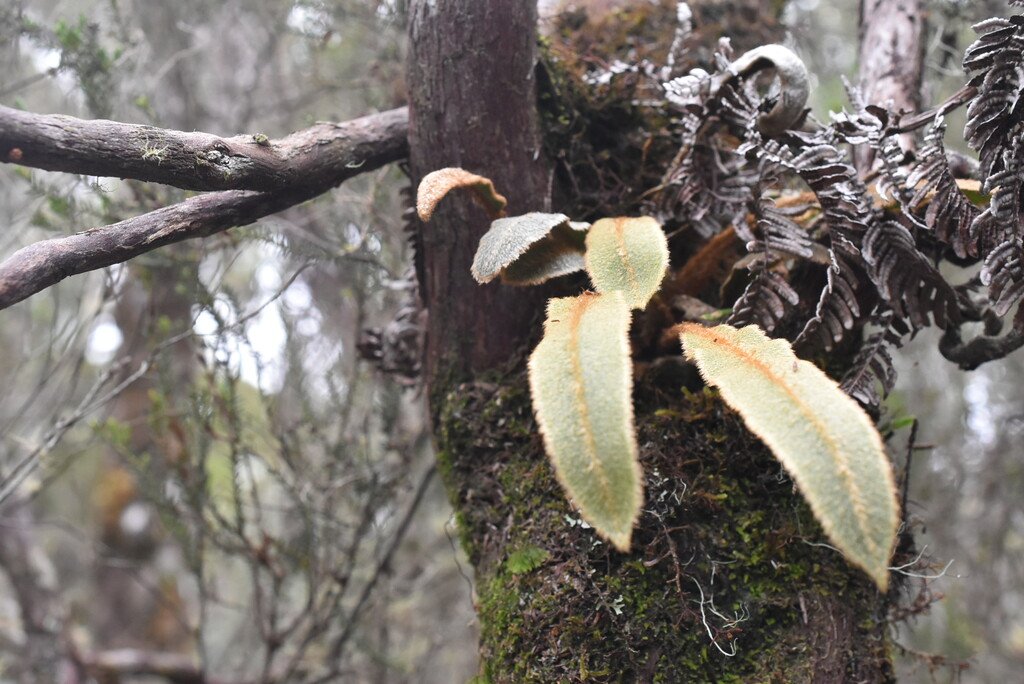 Elephaglossum splendens-DRYOPTERIDACEAE-Endemique Mascareignes