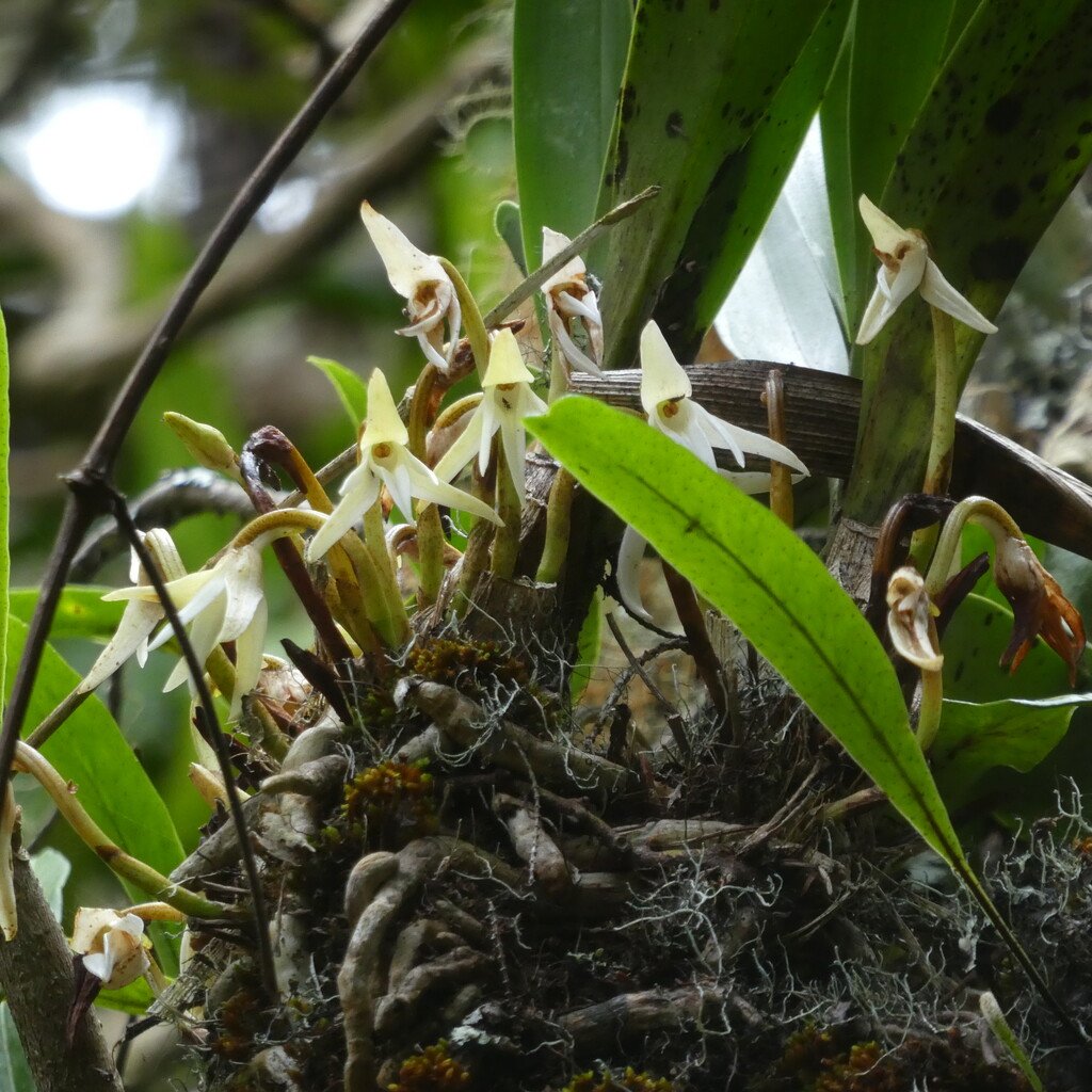 Jumellea triquetra-EPIDENDROIDEAE-Endemique Reunion