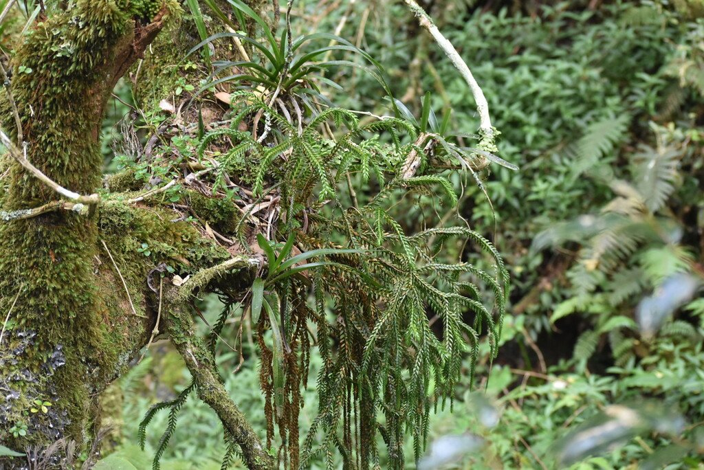 Phlegmariurus gnidoides-ruban de pretre-Lycopodiaceae-Indigene Reunion