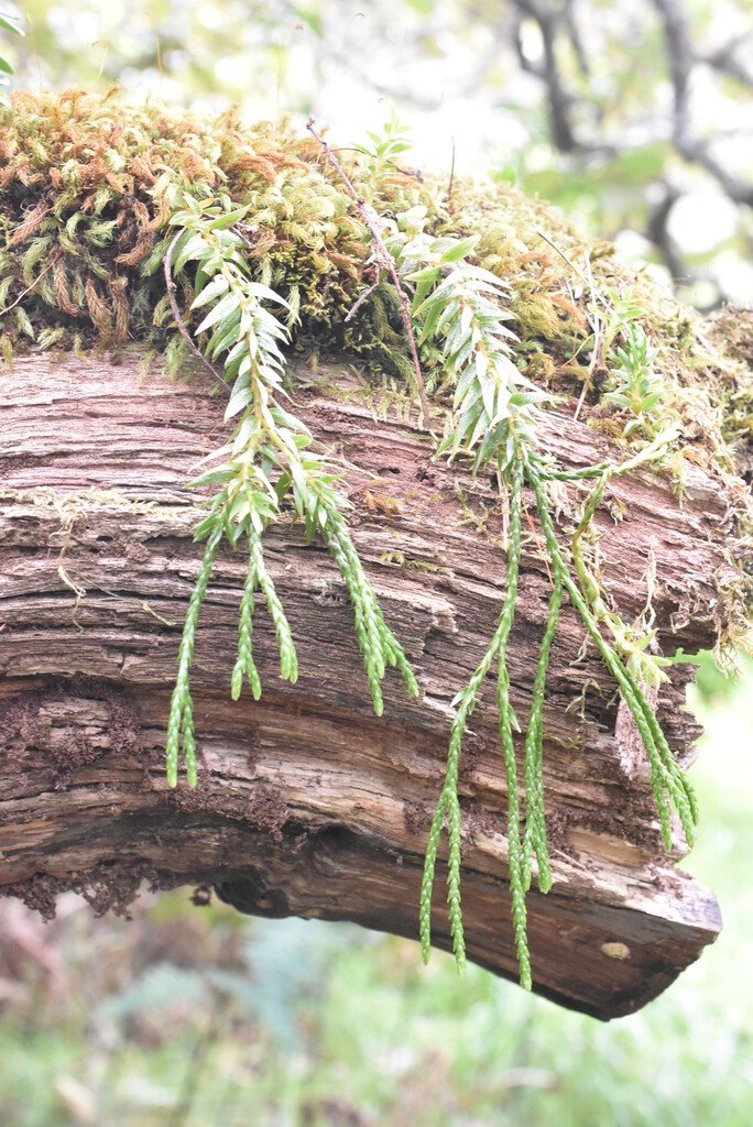 Phlegmariurus ophioglossoides-epaulette-Lycopodiaceae-Indigene Reunion