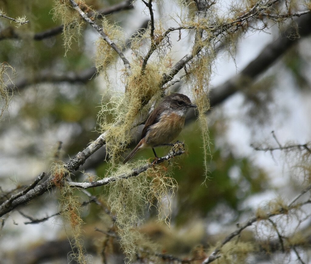 Saxicola-tectes-Tectec-MUSCICAPIDAE-Endemique Reunion