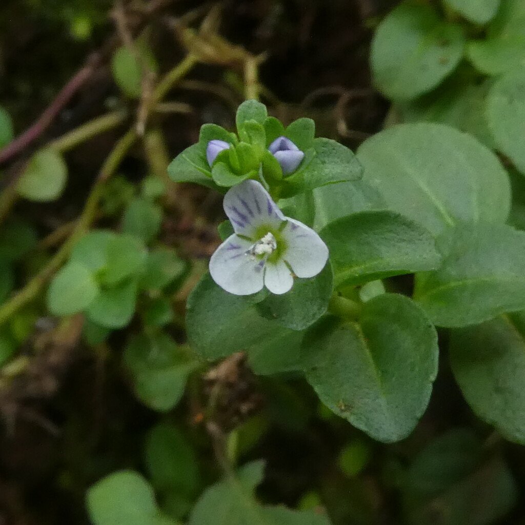 Veronica serpyllifolia-Veronique a feuilles de serpolet-PLANTAGINACEAE-Exotique Europe