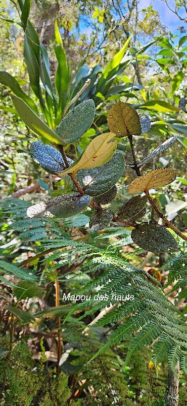 1 Monimia amplexicaulis Mapou des hauts Monimiaceae ENDEMIQUE LA REUNION
