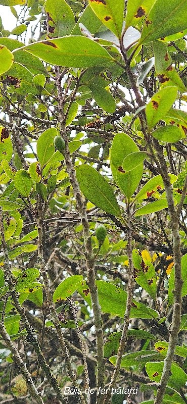 11 Sideroxylon borbonicum Bois de fer BATARD Sapotaceae ENDEMIQUE LA REUNION