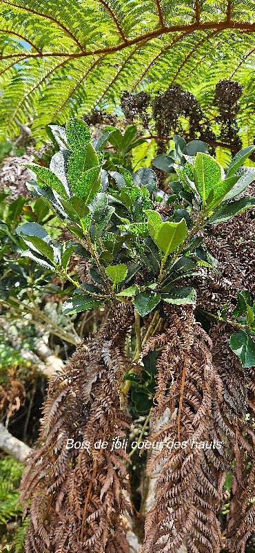 25 Pittosporum senacia subsp reticulatum Bois de joli coeur des hauts Pittosporaceae ENDEMIQUE LA REUNION