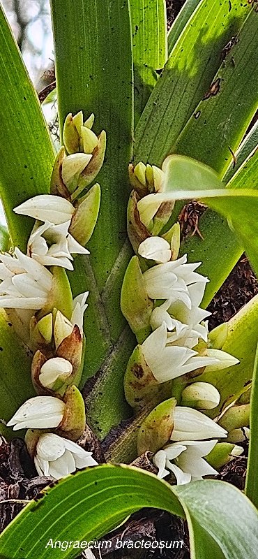 32 Angraecum bracteosum Orchidaceae ENDEMIQUE LA REUNION 