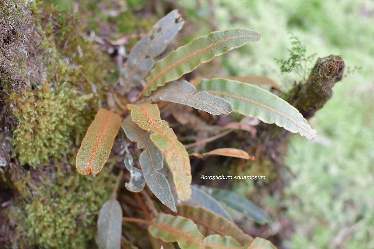 49 Acrostichum squamosum Dryopteridaceae ENDEMIQUE LA REUNION, MAURICE 