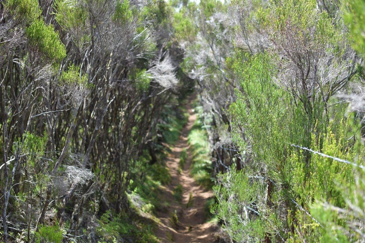 52 Sentier