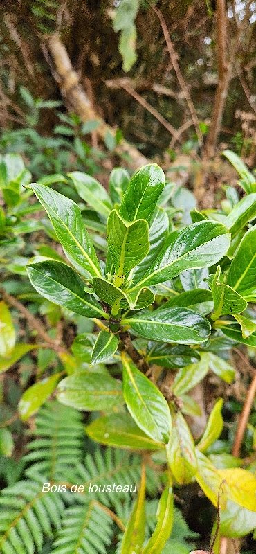7 Chassalia gaertneroides Bois de lousteau Rubiaceae ENDEMIQUE LA REUNION