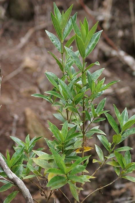Bois cassant- Psathura borbonica- RUBIACEAE- E.jpg