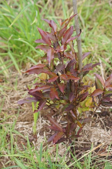 Bois de pomme - Syzygium cymosum- MYRTACEAE-E.jpg