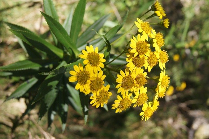 Chasse vieillesse- Faujasia salicifolia- ASTERACEAE-E.JPG