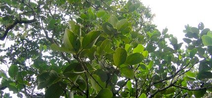 Mapou IMG_0122 (1).jpg
