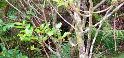 Bois de N�gresse - IMG_0132.JPG