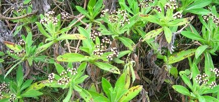 Psiadia anchusifolia IMG_0133.JPG
