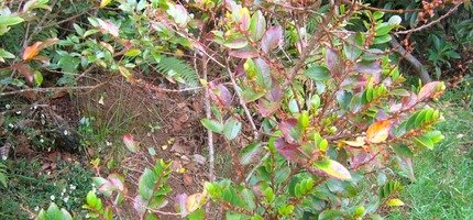Bois de N�gresse - couleur rouge du d�but de la saison chaude, comme pour de nombreuses plantes sur l'�le en ce mois de novembre. - IMG_0135.JPG