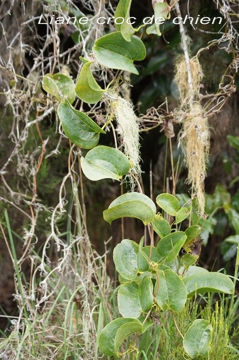 Liane croc de chien -Smilax anceps-SMILACACEAE-I.jpg