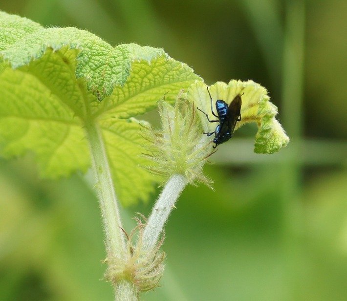 Mouche bleue-1.jpg