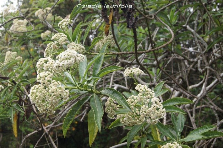 Psiadia laurifolia -ASTERACEAE- E.jpg