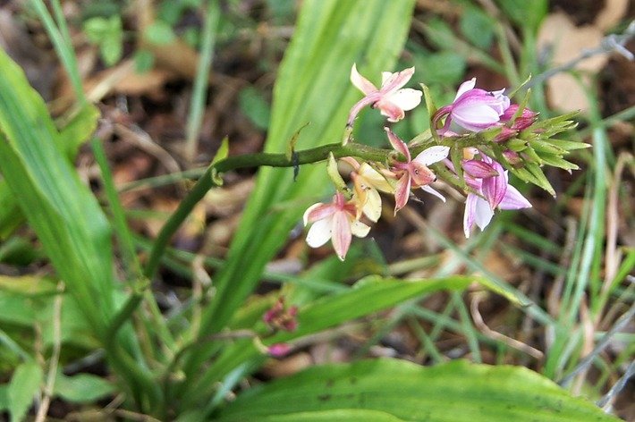 Une orchid�e- Calanthe sylvatica.jpg