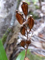 3-Orchidée (fruits) (2)+