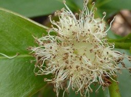 5-Goyavier (fleurs) (3)+