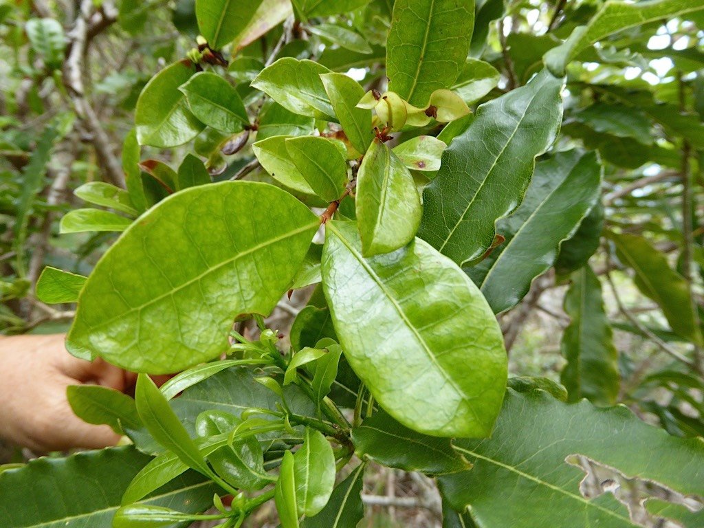 myonima obovata . bois de prune rat  P1200312