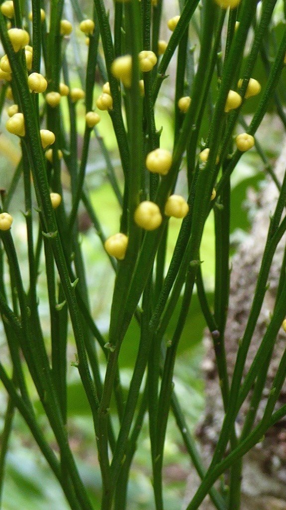 Psilotum nutum. Fougère filao. indigène Réunion  P1200411