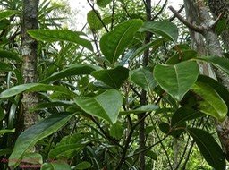 Apodytes dimidiata . Peau gris P1290326