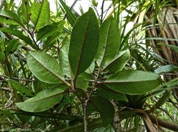 Apodytes dimidiata peau gris P1290550