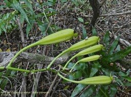Cryptopus elatus . liane camaron P1290469