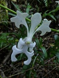 Cryptopus elatus . liane camaronP1290478