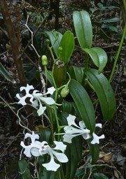 Cryptopus elatus. liane camaron