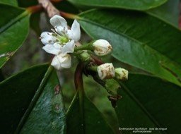 Erythroxylum laurifolium . Bois de rongue P1290633